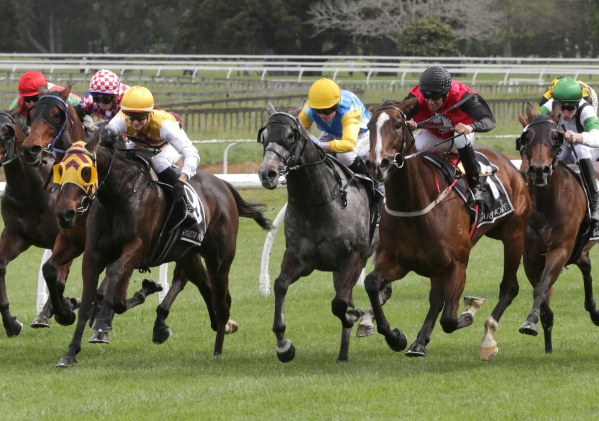 Australia calling for exciting grey