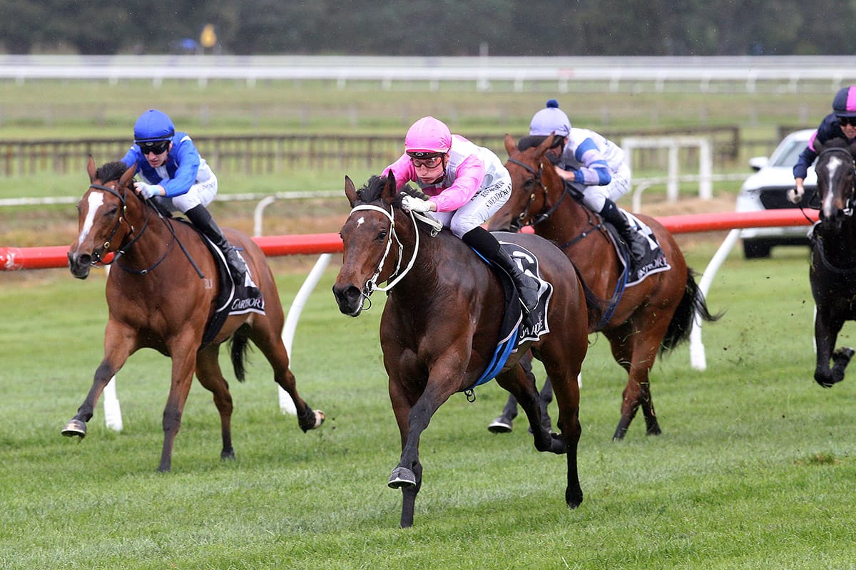Three cheers for impressive Tauranga winner