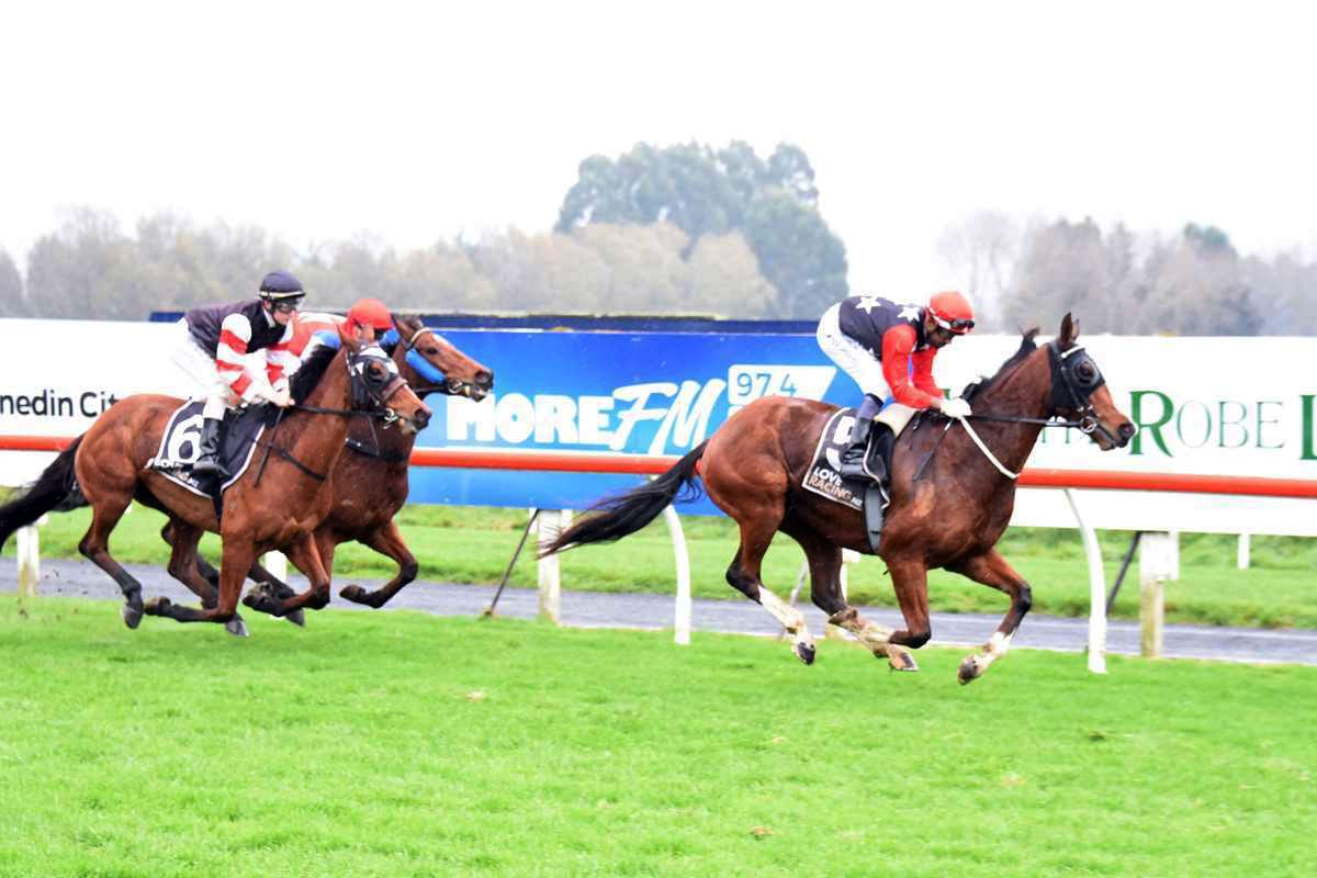 Gentle Giant Aims for Victory at Ascot Park