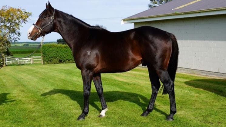 Cat’s bold run is a timely boost for Grangewilliam