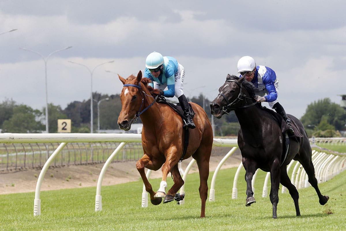 Crocetti Shines in Pukekohe gallop