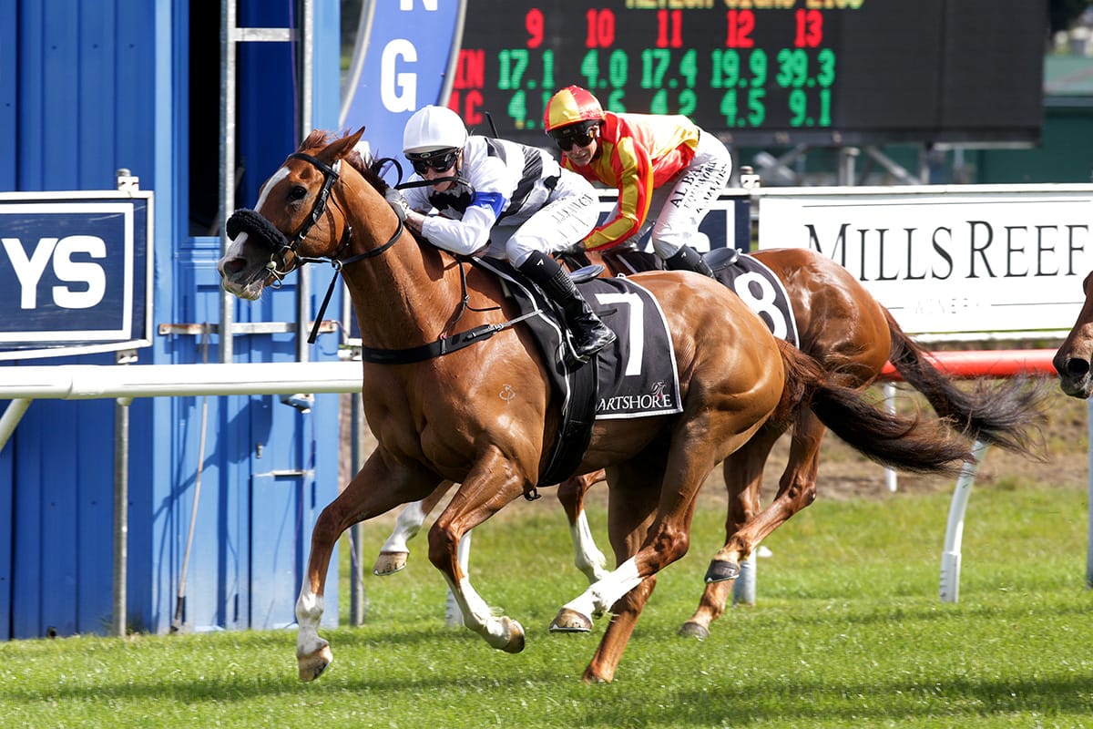 Fly My Wey Cruises to Victory at Tauranga