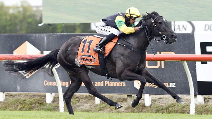 Forsman Aims to Complete Classic Collection