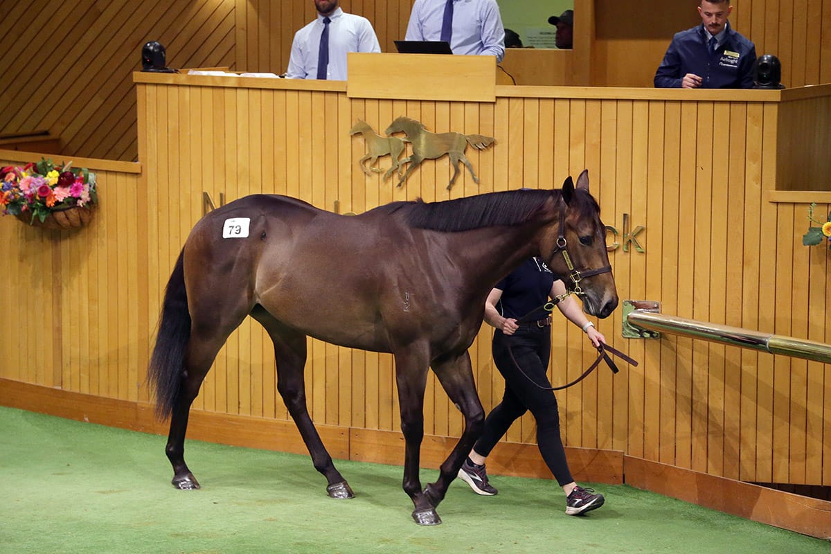 Proisir gelding Hong Kong-bound