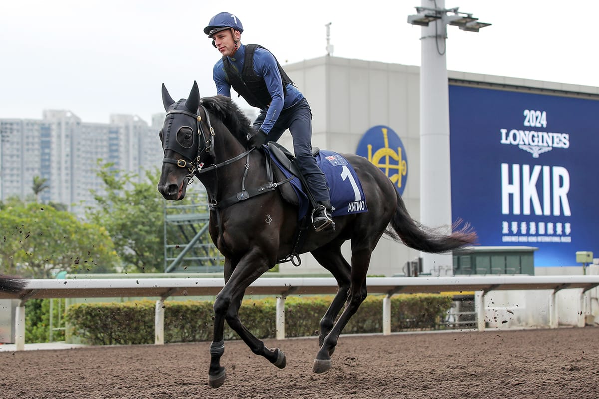 Antino out to continue NZ’s golden run in HK Mile