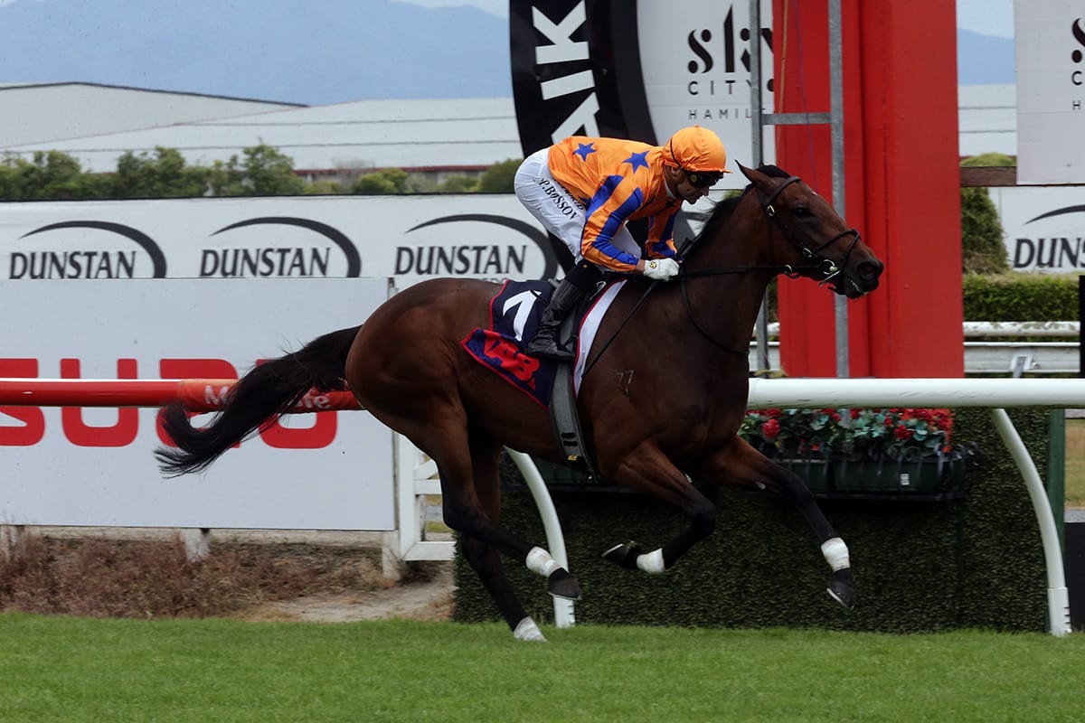 Damask Rose Enters NZB Kiwi Spotlight