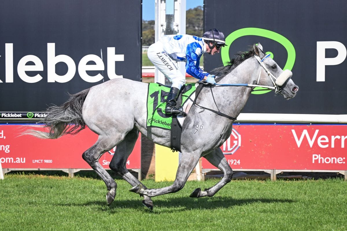 Will Rose wilt in hot weather?