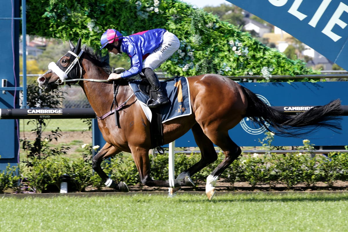 El Vencedor heads to Ellerslie for Herbie Dyke warm-up