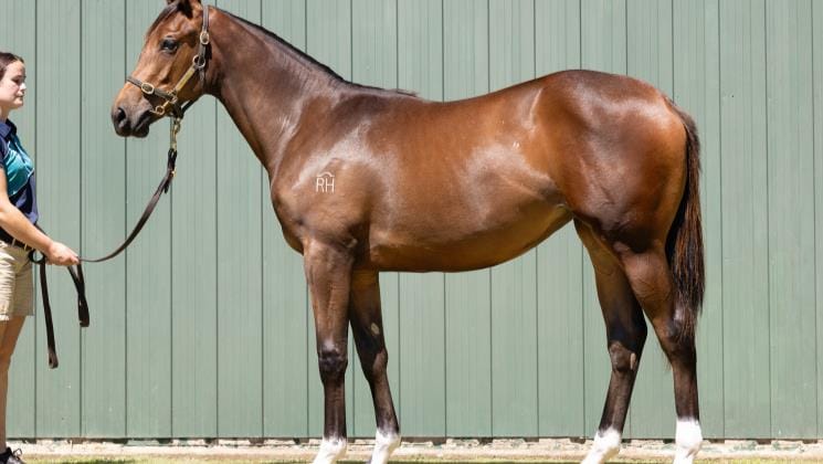 Star Rich Hill stallions well represented at Karaka