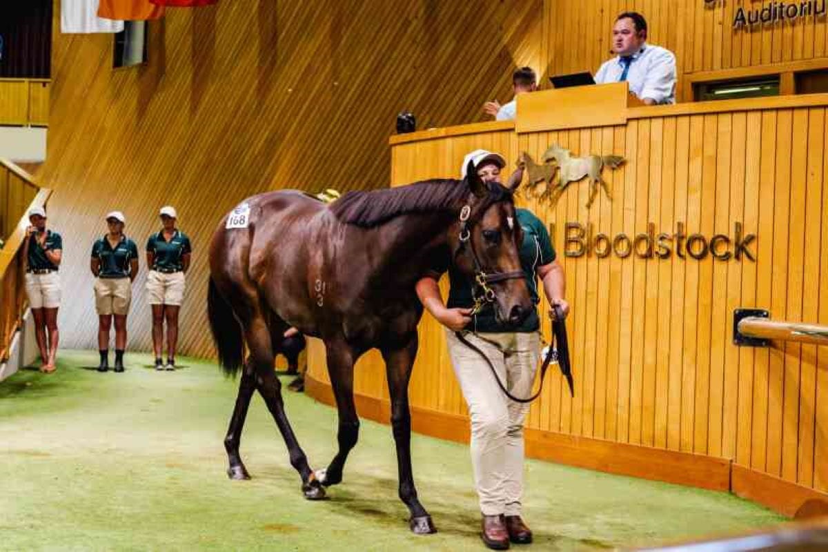 Solid day of trade kicks off Karaka 2025