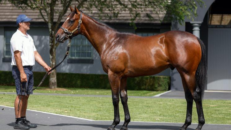 Elsdon Park looking to build on Karaka success