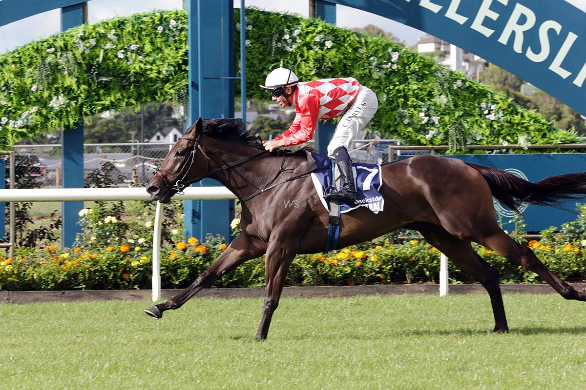 Orchestral Set for Another Auckland Summer