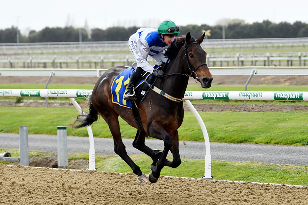 Quality Mare Primed for Thorndon Challenge