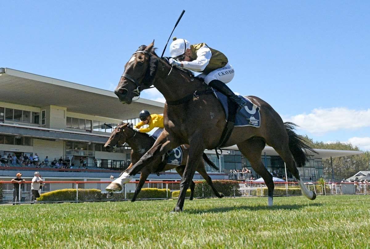 Millions on the horizon for Bulls filly