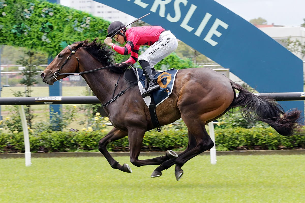 Willydoit Strikes Again at Ellerslie