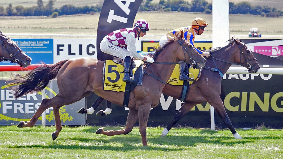 Damask Rose Poised to Shine in NZB Kiwi