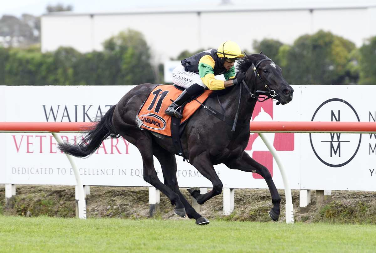 Australian Black Type the Main Goal for Kitty Flash