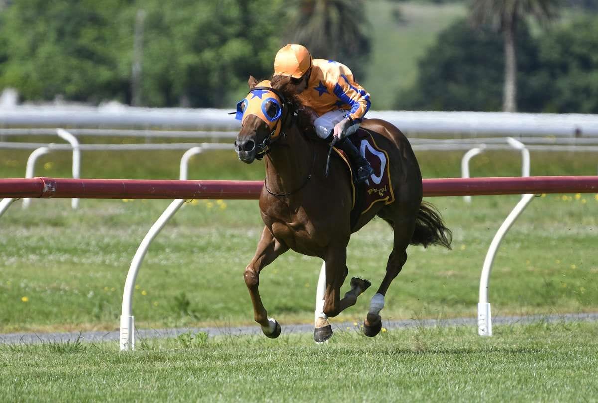 Te Akau fillies on stakes trial at Riccarton