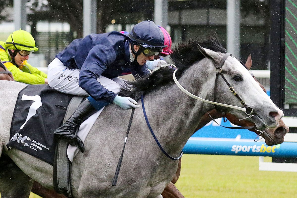 NZB Kiwi Contender Poised to Attract Public Attention