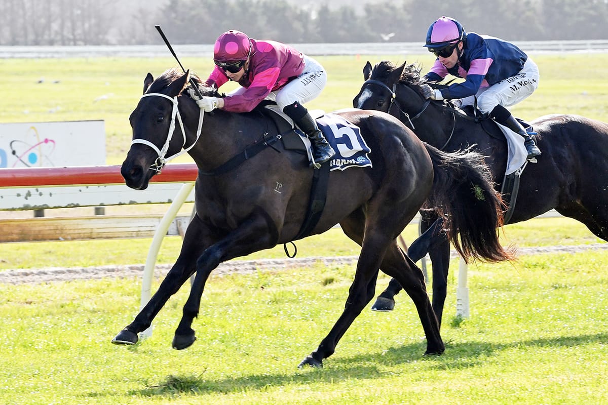 Vegas Queen chasing sought-after NZB Kiwi spot