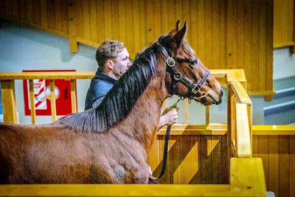 Sale Date Finalised for 2025 Weanling Sales