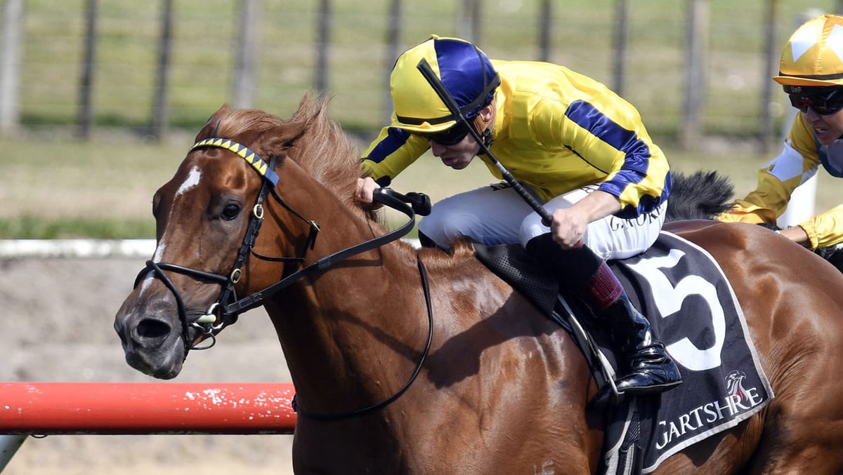 Tauranga specialist prevails in Owens Plate