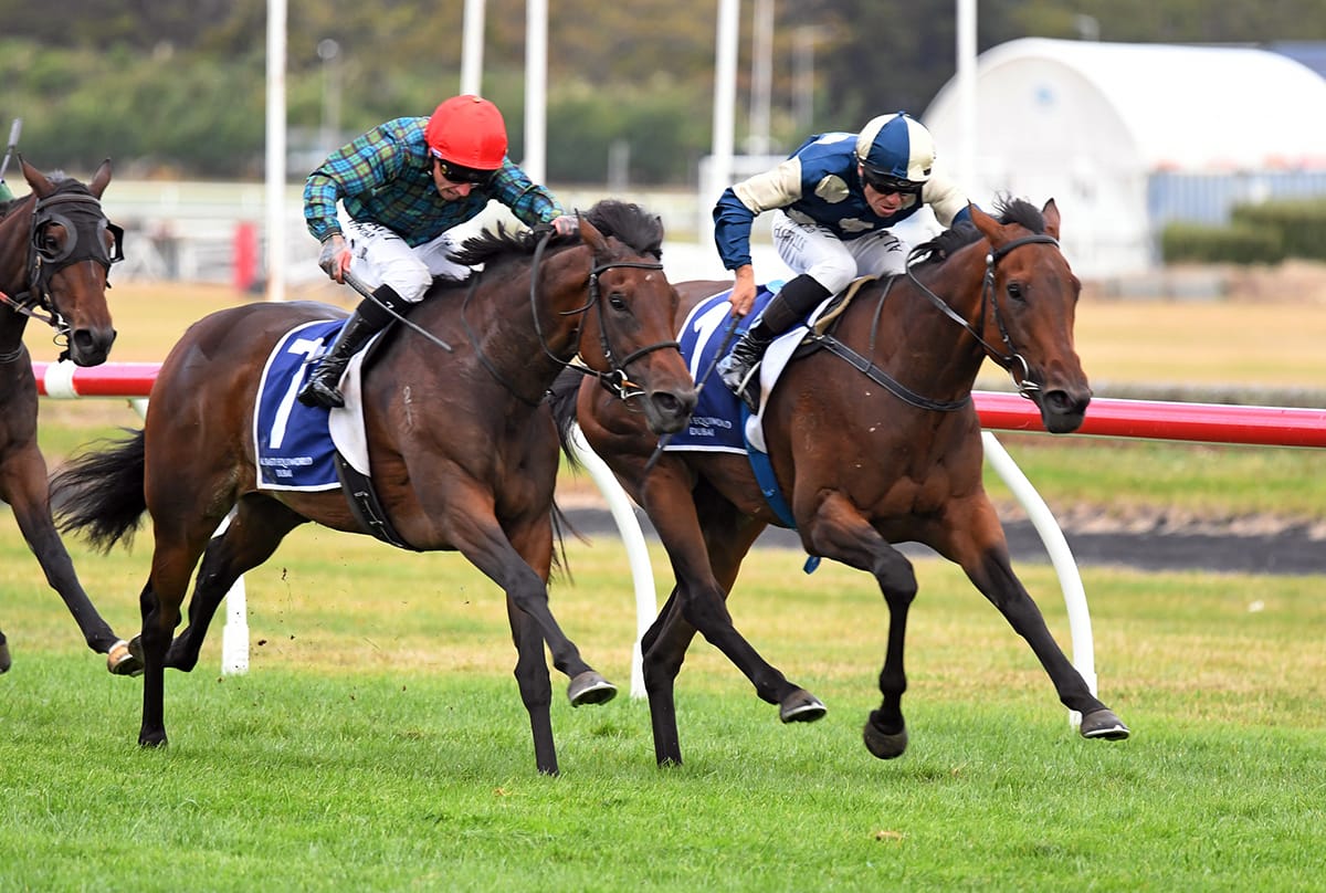 Royal results flow for Grangewilliam Stud