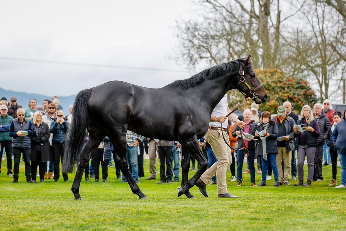 2024 NZ Stallion Coverings
