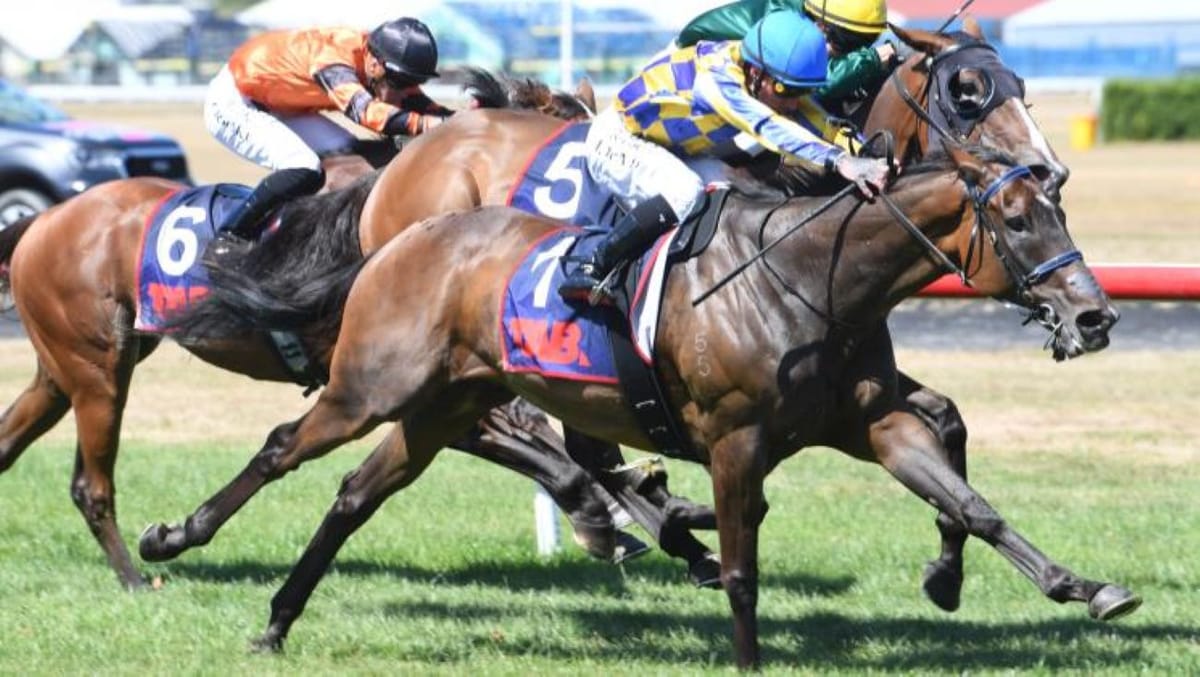 Auckland Cup calling for evergreen stayer