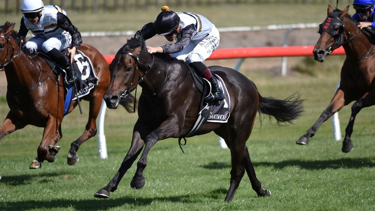 Impressive juvenile tops Forsman quinella at Tauranga