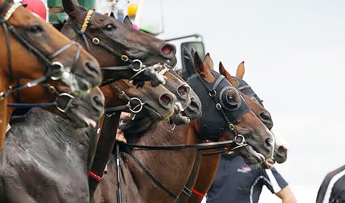 NZTR Announces Boost to Jumps Racing Stakes