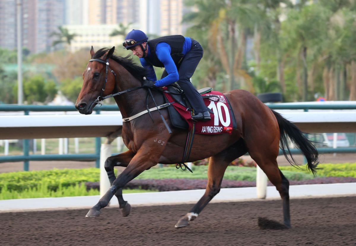 New Zealand connections hail Ka Ying Rising and Mr Brightside