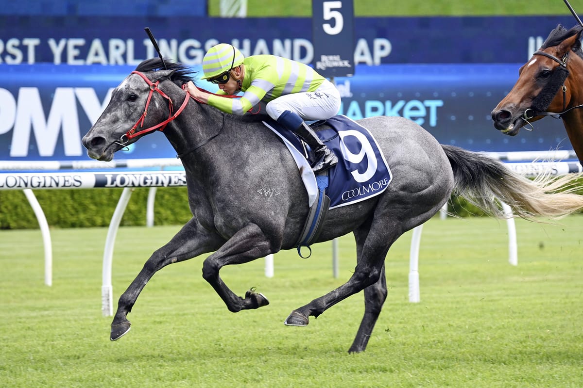 G1 swansong looms for Emancipation Stakes winner