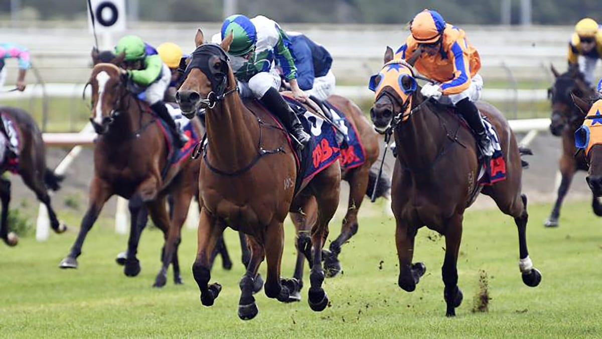 Queensland calling Nereus after Cup performance