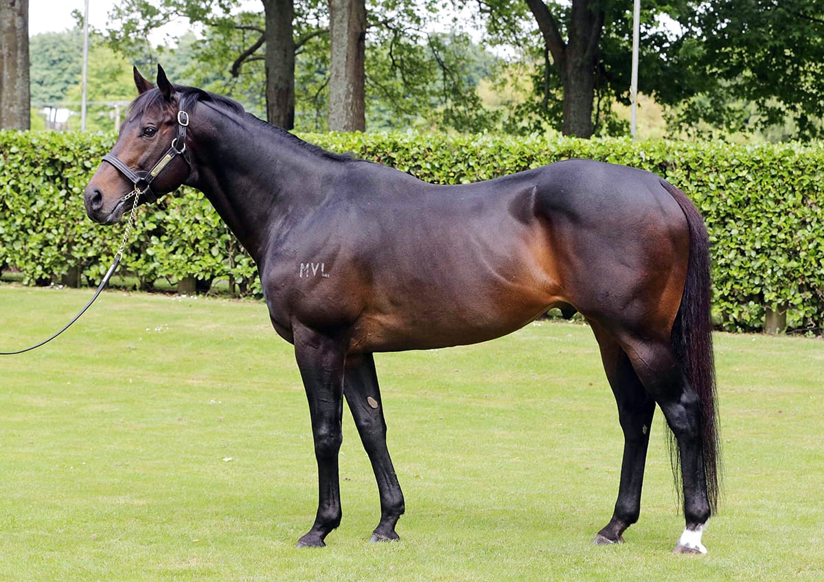 Rich Hill announces 2024 stallion fees for elite Group One roster