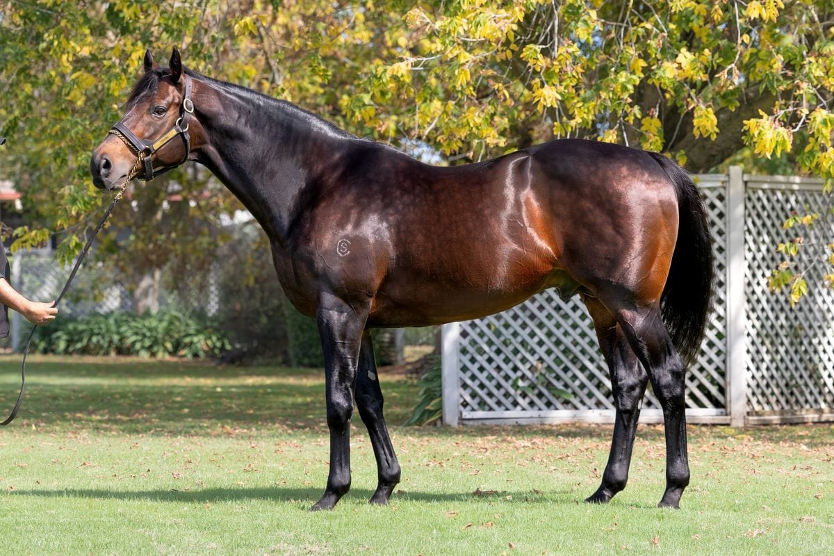 Tarzino Heads Westbury Stud Roster in 2025