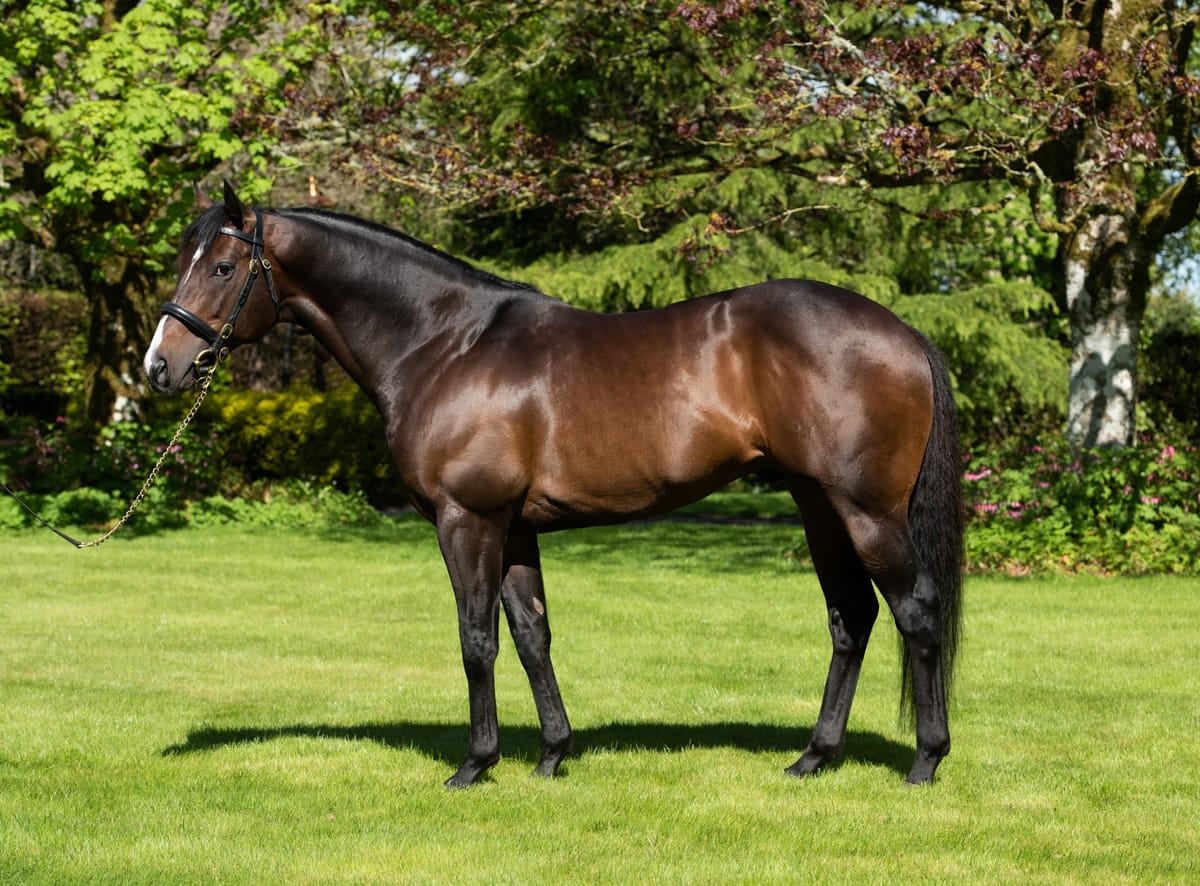 The Oaks Stud Announces 2025 Stallion Line-Up