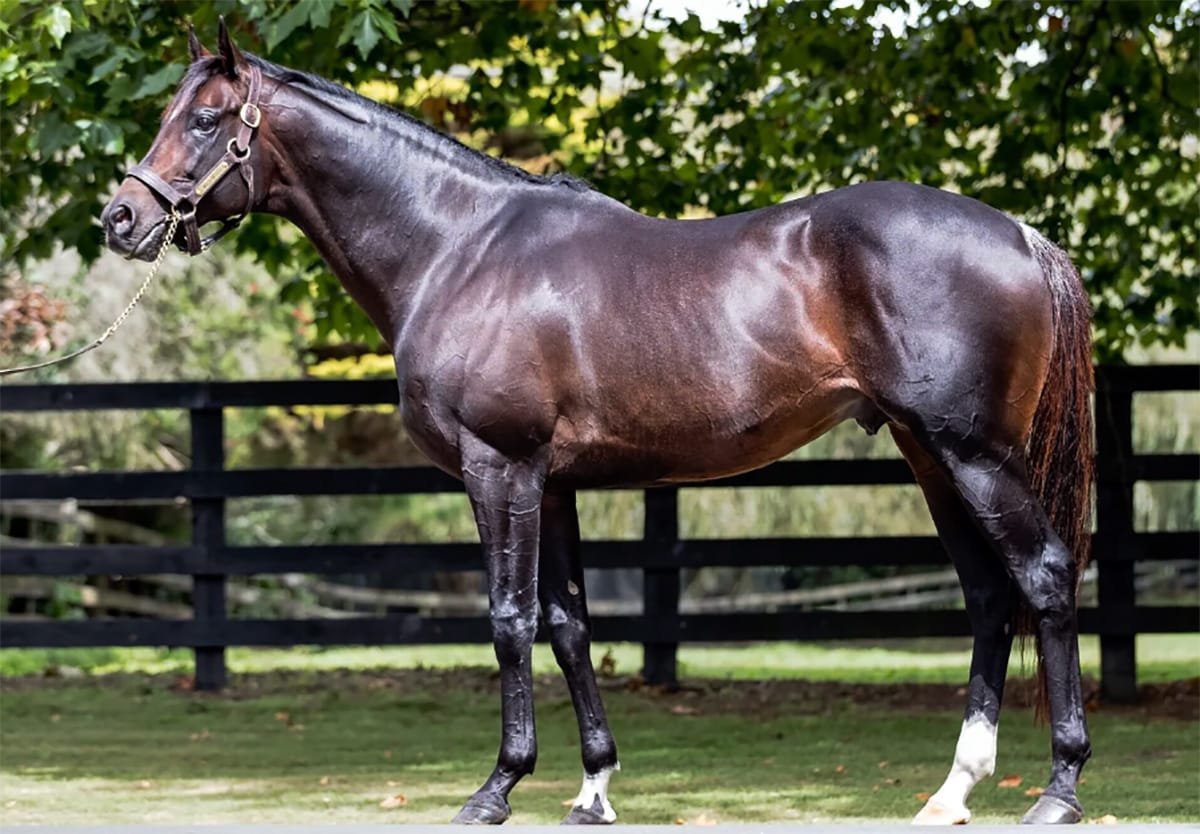 Highview Stud announce 2025 service fees