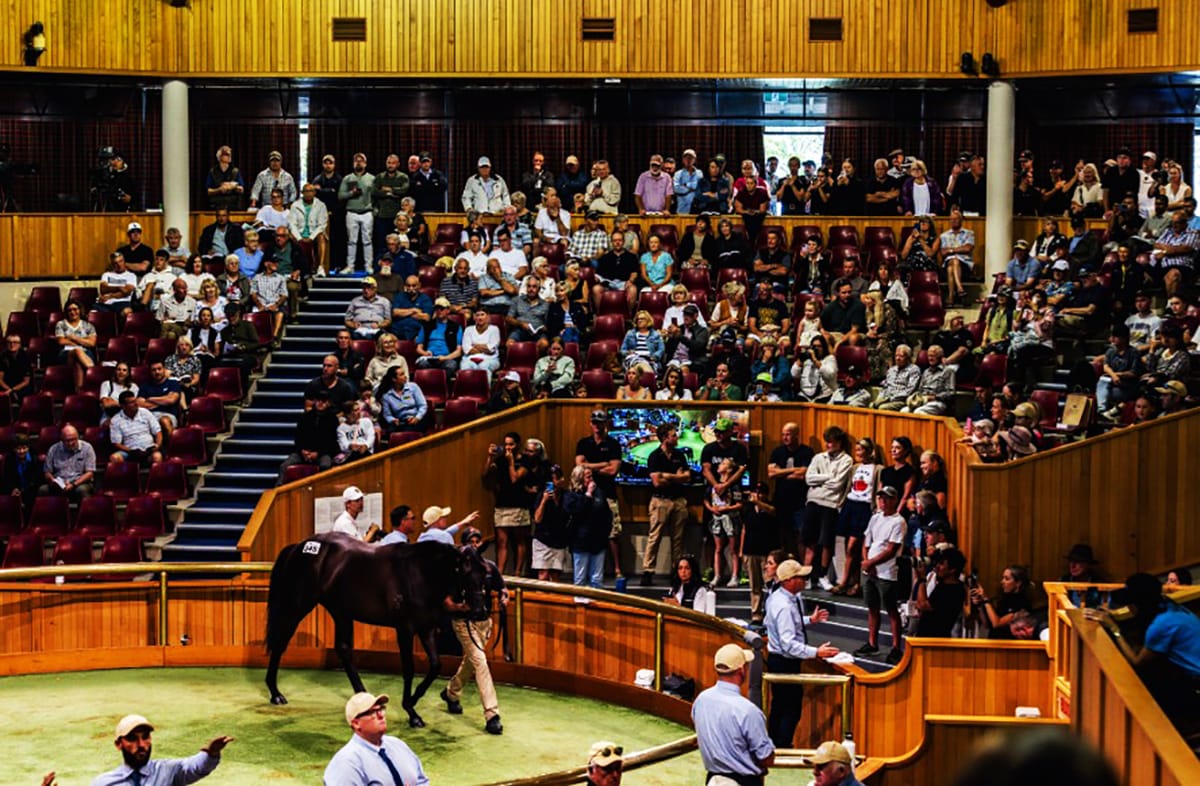 Entries Open for 100th National Yearling Sale