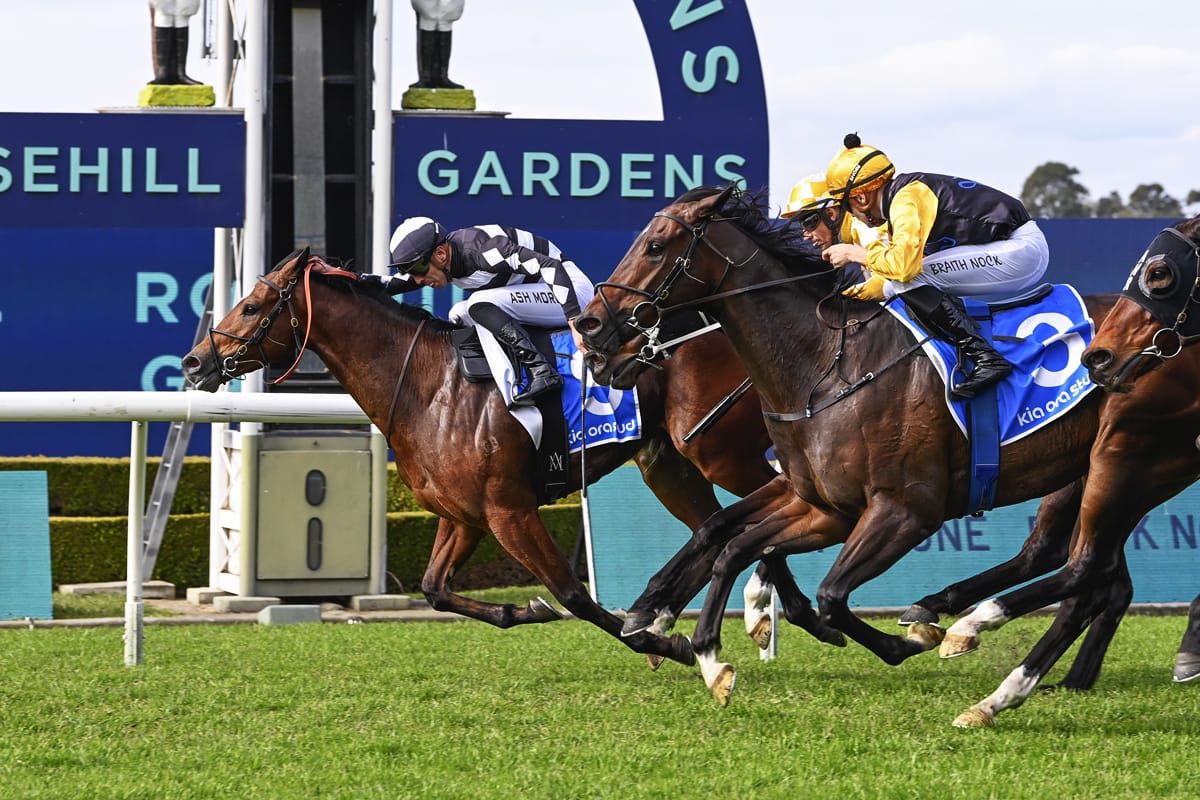 Stable Puntin on winning run continuing