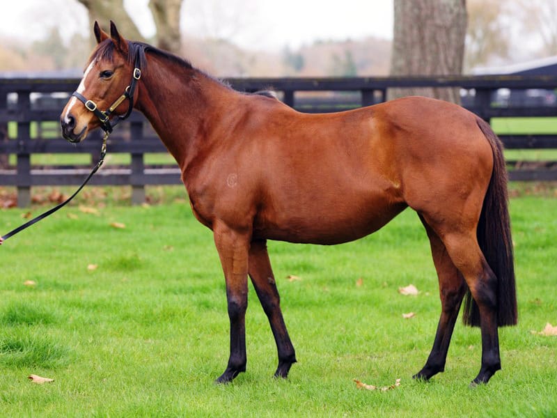 Quality Cambridge Stud draft in National Online Breeding Stock Sale