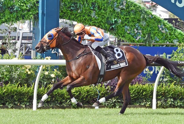 Damask Rose ready to bloom first-up