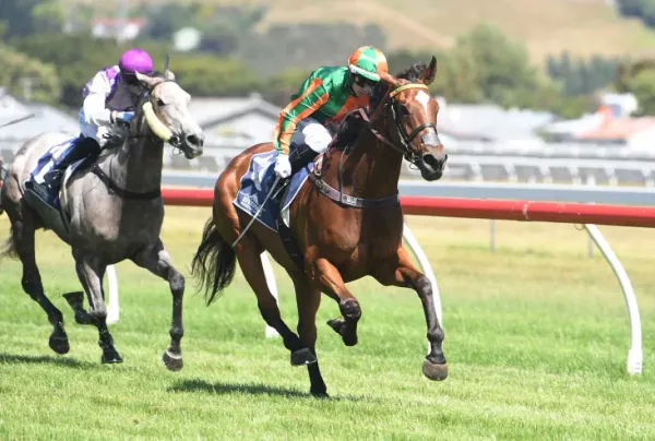 Promising mare resumes at Rotorua