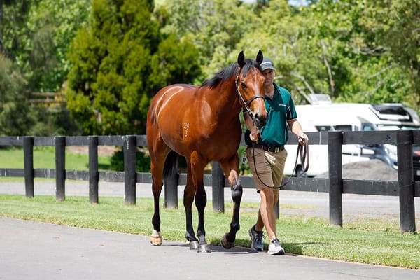 Homebred Harry brings big result