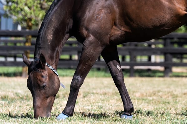 Champion Mr Brightside sidelined