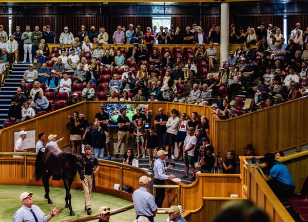 Millions of Reasons to Buy Yearlings at Karaka 2026