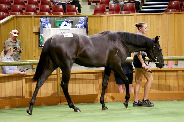 O’Sullivan-Scott spec Noverre filly