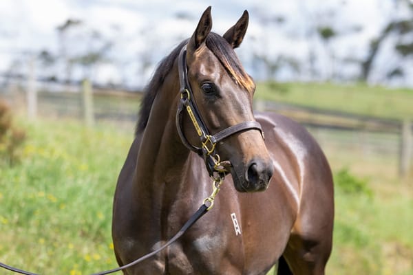 Kazaru (NZ) Captures Tasmanian Oaks