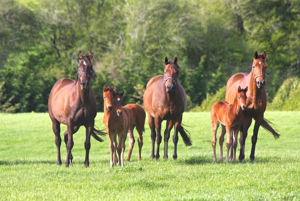 Highview Announce Unreserved Deplenishing Sale On-Farm