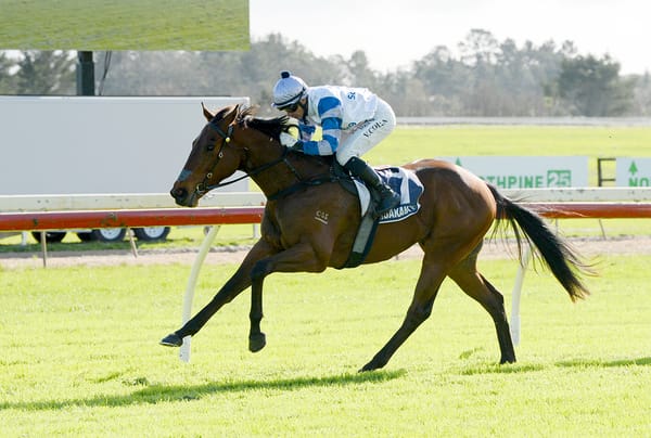 Yokozuna to resume at Tauranga